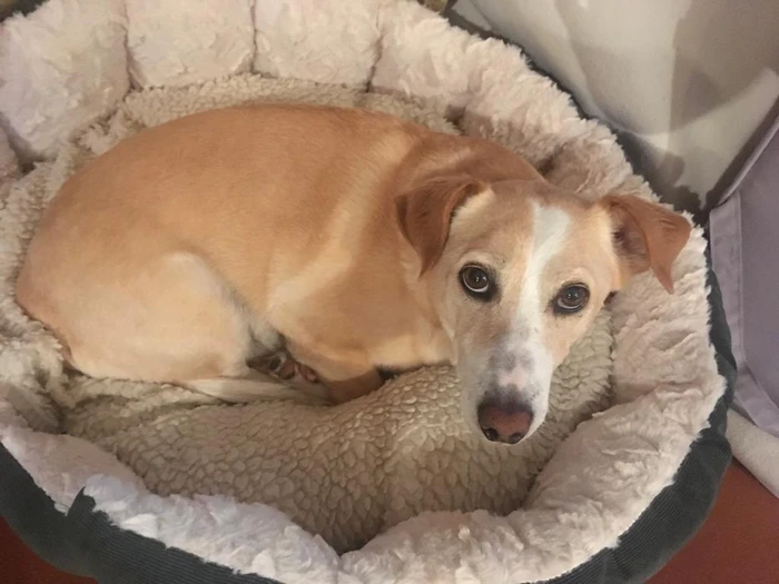 Bürohund Giacomo
